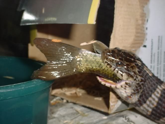 Twisterfish.jpg