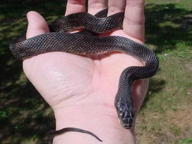 blackrat7.jpg