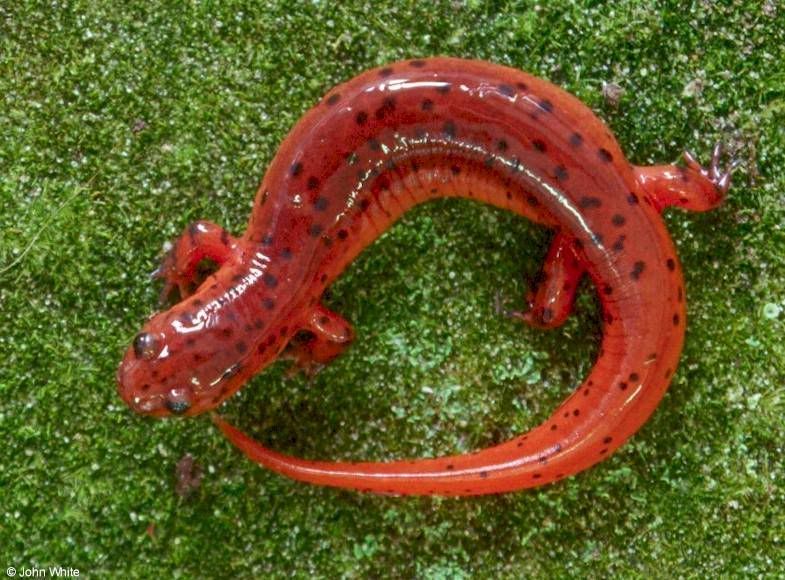 salamander.jpg