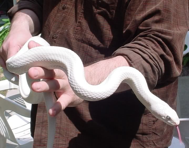 whiterat-1.jpg