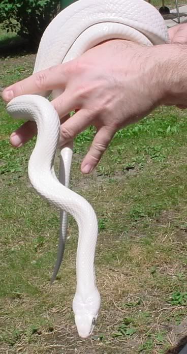 whiterat.jpg