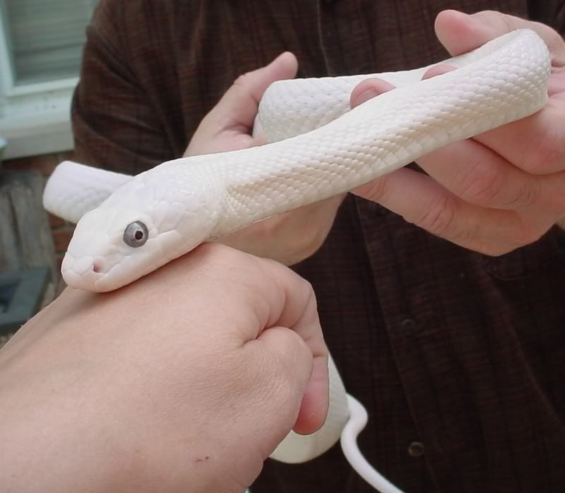 whiterat1.jpg