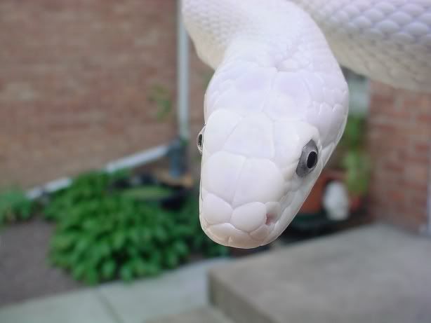 whiterat10.jpg