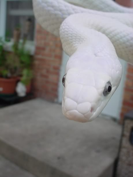 whiterat11.jpg