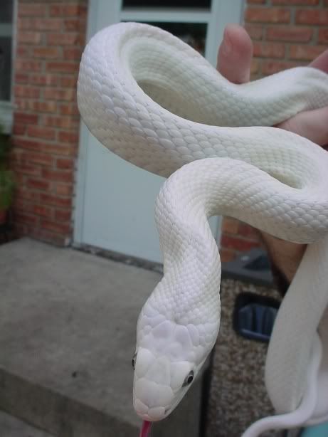 whiterat12.jpg