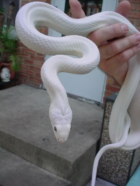 whiterat13.jpg