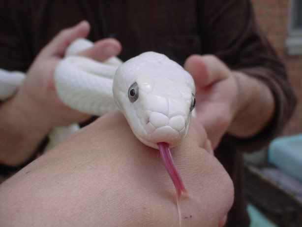 whiterat2.jpg