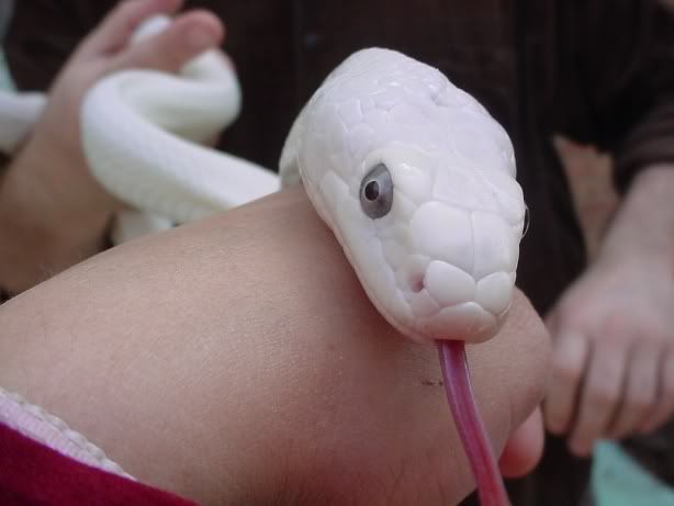 whiterat3.jpg