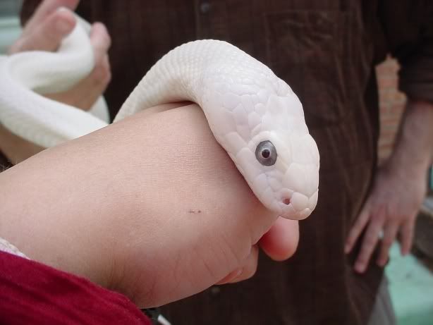 whiterat4.jpg