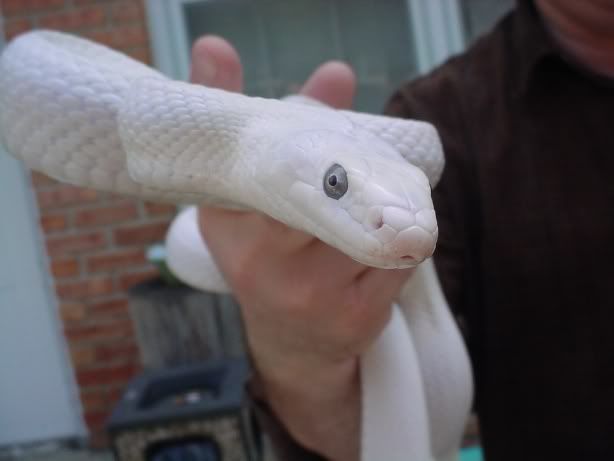 whiterat5.jpg