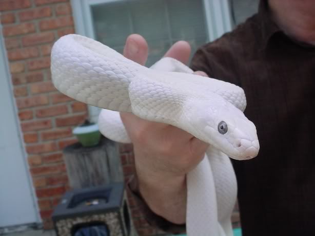 whiterat6.jpg