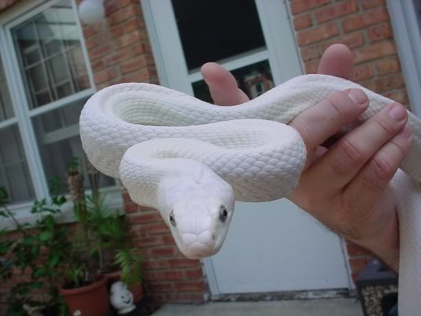 whiterat7.jpg