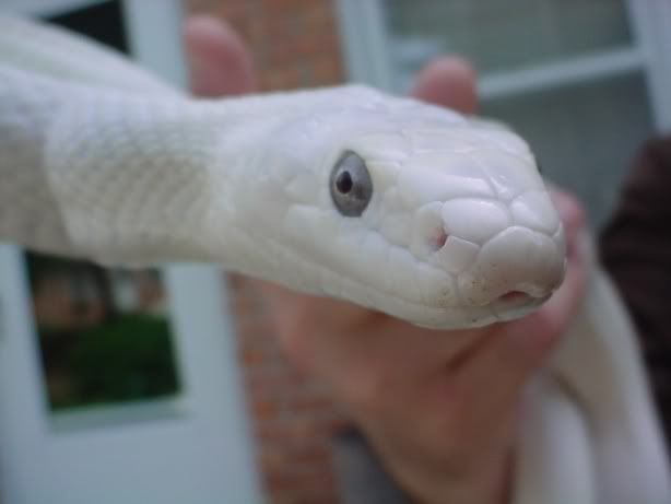 whiterat8.jpg