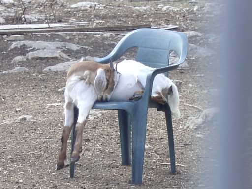 Lets See Em! (your Best Pictures! ) - Goats