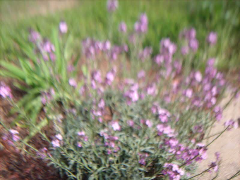 What Does Lavender Look Like Before It Blooms - What Does Lavender Look Like When Not In Bloom