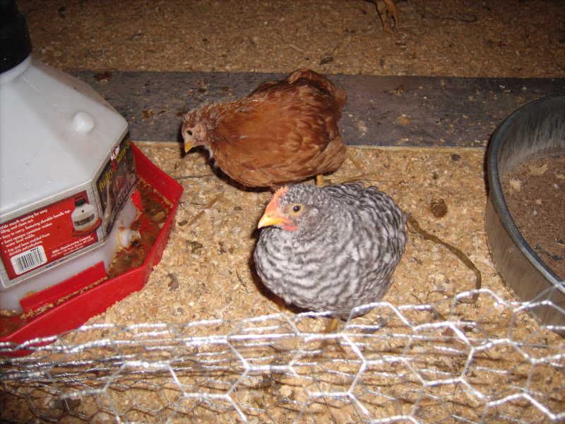 my Atwoods mystery chicks...really confused! LOL! (pic heavy