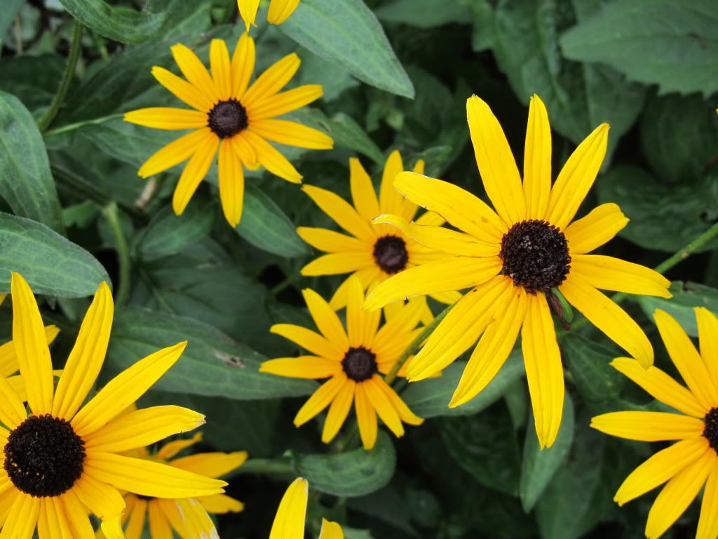 Black Eyed susan Pictures, Images and Photos