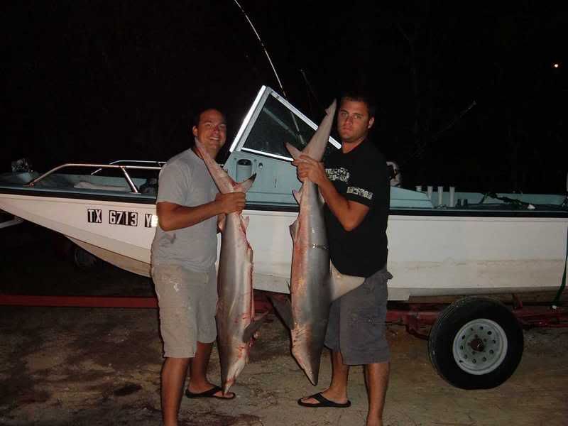 sharks.jpg