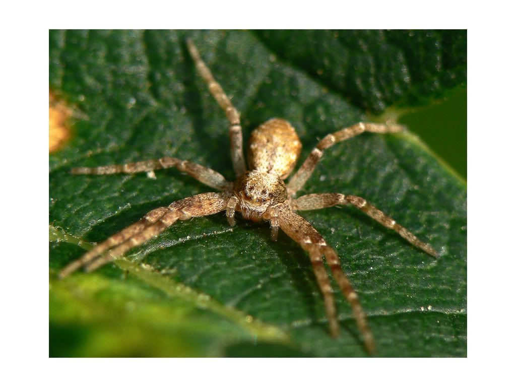 crab-spider-1.jpg