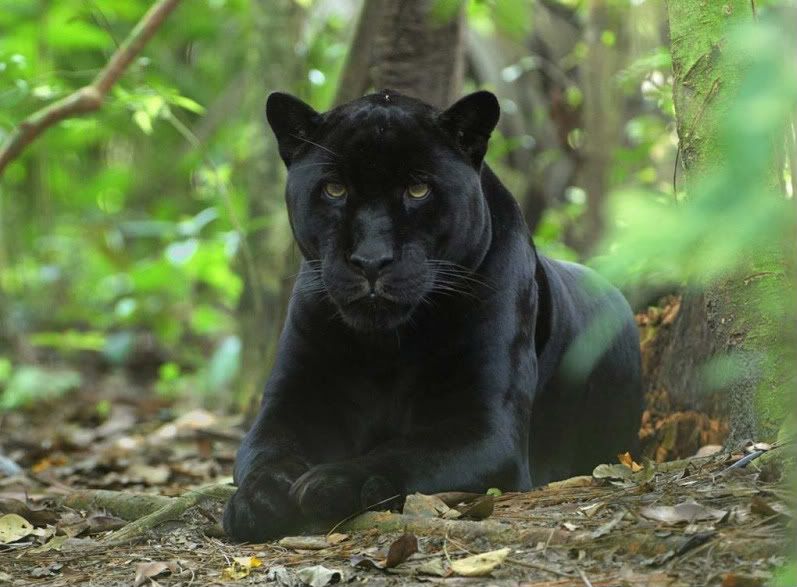 Panther Reward? Mississippi Hunting and Fishing Forums