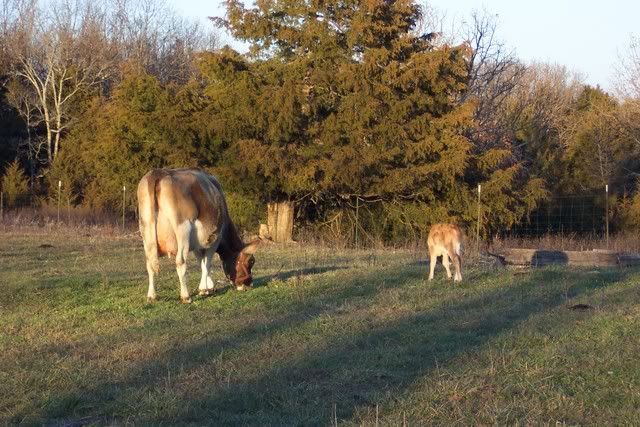 New Calf this morning - Cattle