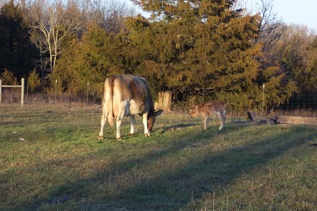 New Calf this morning - Cattle