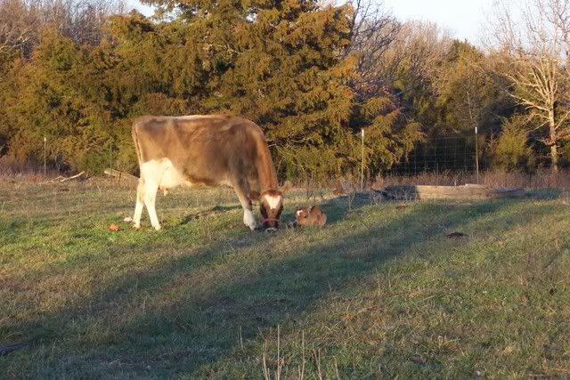 New Calf this morning - Cattle