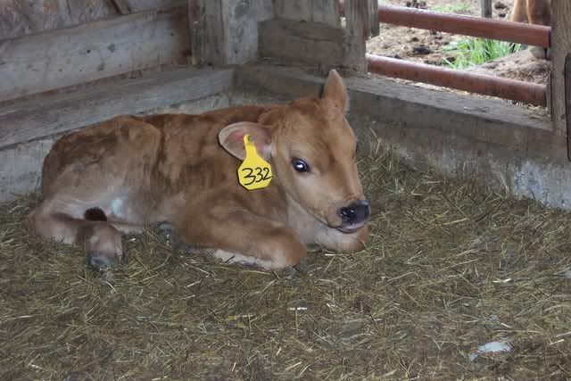 Got a Bull Calf today - Cattle