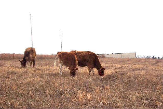 Very small Jersey cow for sale in SW MO - Cattle
