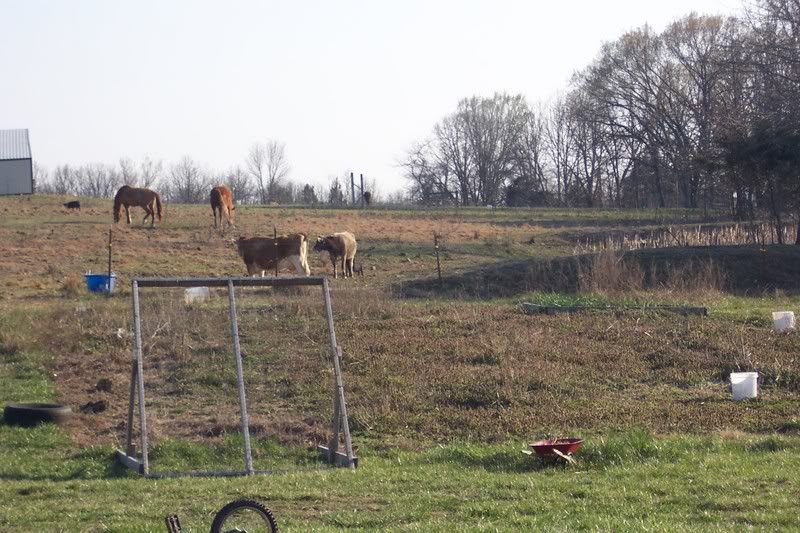The Ultimate Nurse Cow? - Cattle