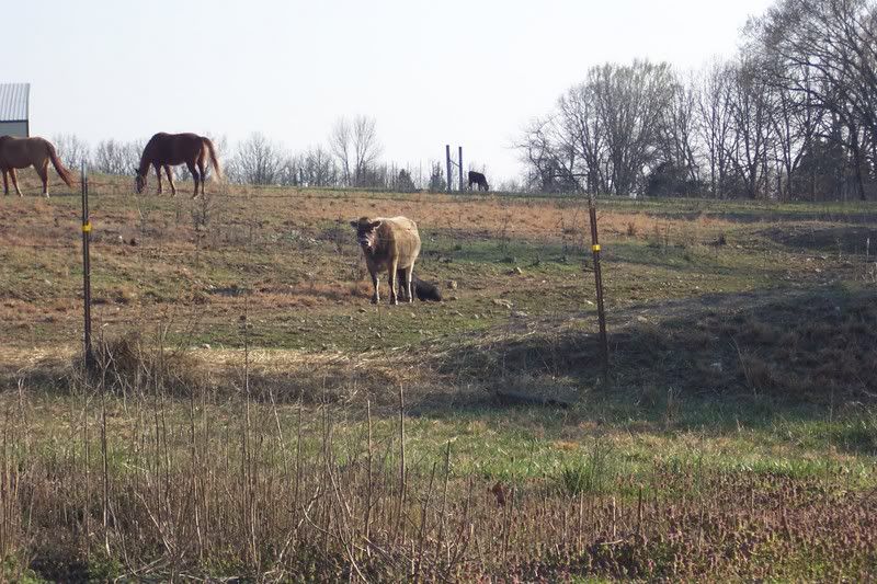 The Ultimate Nurse Cow? - Cattle