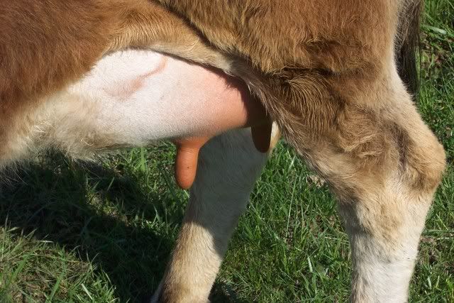 udder edema and rubb spot - Cattle