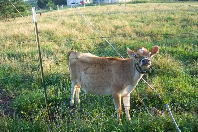 Give me thoughts... - Cattle