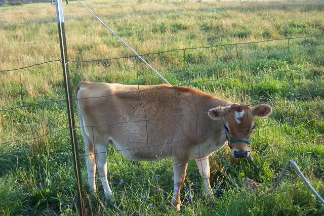 Give me thoughts... - Cattle