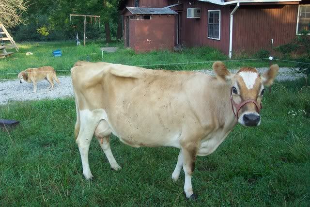 Give me thoughts... - Cattle