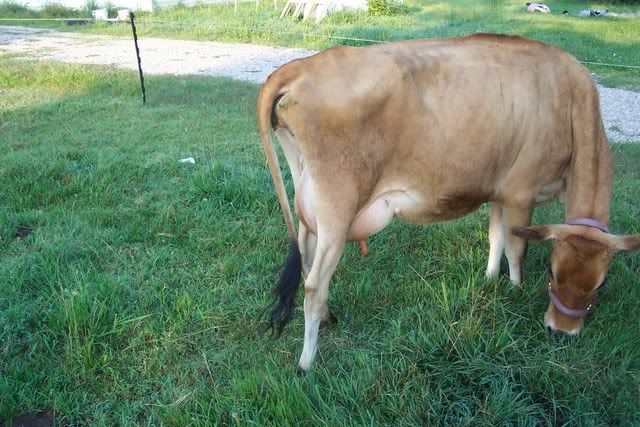 Give me thoughts... - Cattle