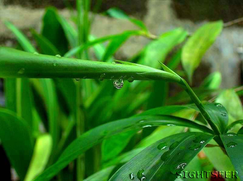 leaves_and_drops