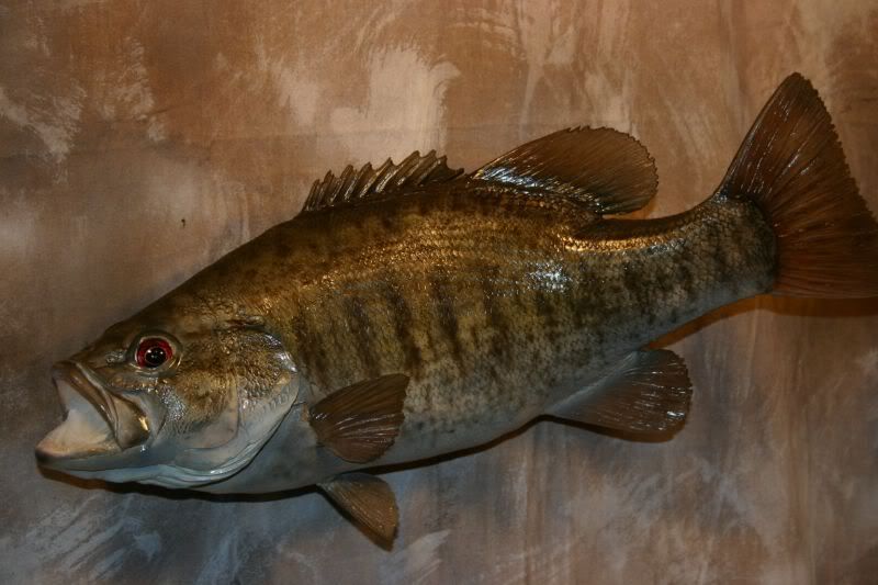 [Image: smallmouthbassreplica1.jpg]