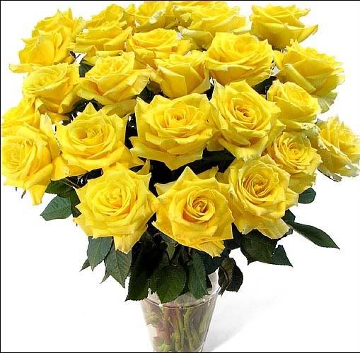 Yellow roses Pictures, Images and Photos