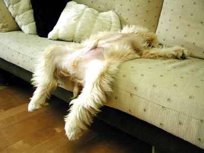 Sleeping dog on Couch Pictures, Images and Photos