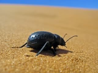 beetlepic.jpg