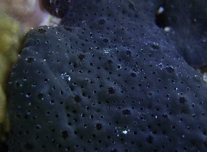 Black Sponge Help (Pics) Reef Central Online Community
