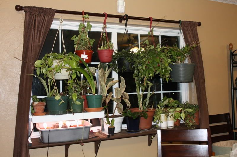 houseplants