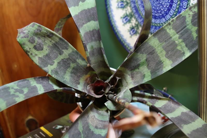 Bromeliad