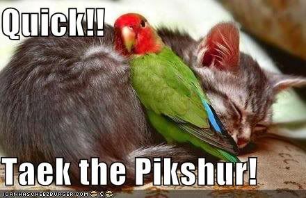 lolcat bird picture Pictures, Images and Photos