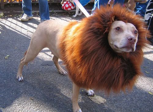 african lion dog. That African lion on the