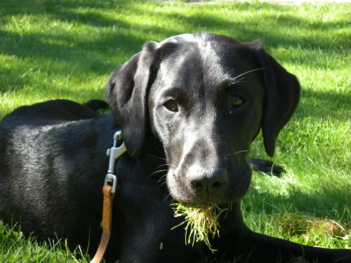 are female labradors calmer than males