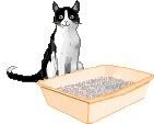 litterbox Pictures, Images and Photos