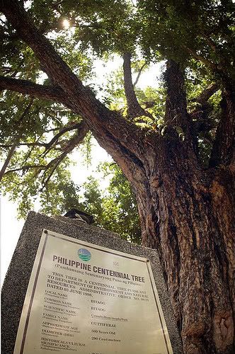 Philippine Centennial Tree