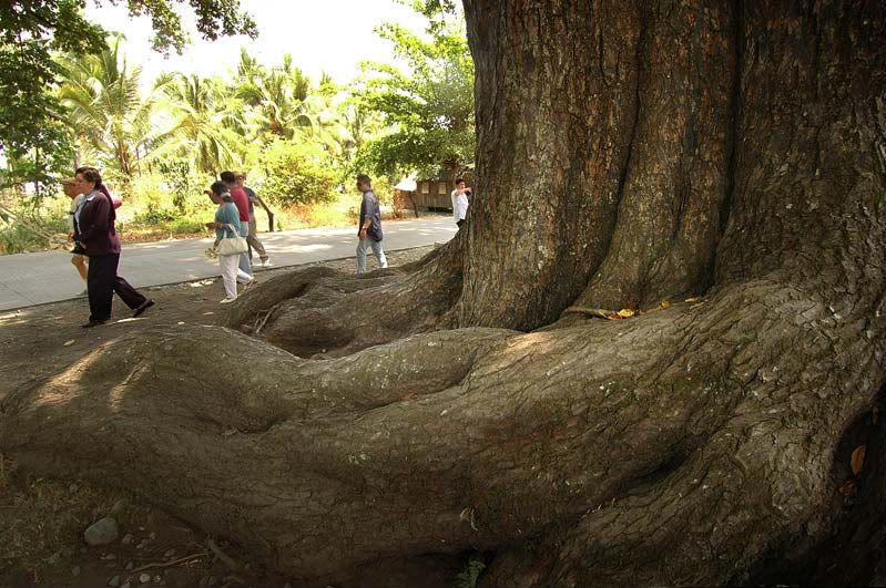 Philippine Centennial Tree